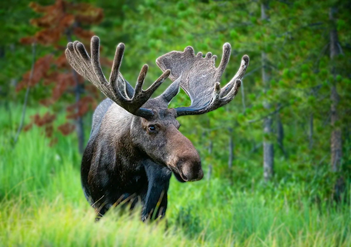 Bull Moose in Rocky Mountain National Park Wildlife Tour